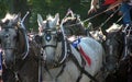 Parade Horses Royalty Free Stock Photo