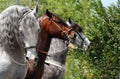 Parade Horses Royalty Free Stock Photo