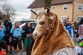 Parade participants in cow costumes and masks