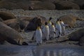 King Penguins and Elephant seals, South Georgia Island at the end of the breeding season Royalty Free Stock Photo