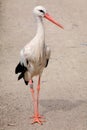 Parading stork