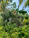 Paradisaic tropical vegetation on barefoot island Royalty Free Stock Photo