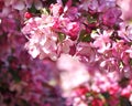 Paradise apple tree blooming in pink. Royalty Free Stock Photo