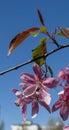 Paradise apple tree branch with pink flowers and leaves against a blue sky, gardening, fruit tree cultivation