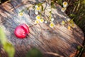 Paradise apple on wooden stand