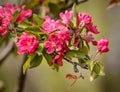 Paradise Apples Flowers Royalty Free Stock Photo