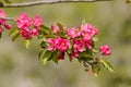 Paradise Apples Flowers Royalty Free Stock Photo