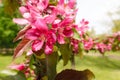 Paradise Apples Flowers Royalty Free Stock Photo