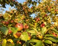 Paradise apples - September, 2020. Ripe apples on an apple tree with a blurry background Royalty Free Stock Photo