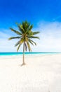 Paradise beach with beautiful palm trees - Caribbean sea in mexico, Tulum Royalty Free Stock Photo