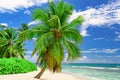 Paradise beach beautiful white sand with palm tree in the resort Royalty Free Stock Photo