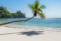 Exotic beach. Coconut palm tree on tropical beach and turquoise sea on summer vacation island. Royalty Free Stock Photo