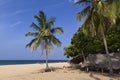 Paradise beach and coconut trees at Uppuveli, Sri Lanka Royalty Free Stock Photo