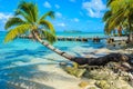 Paradise beach on island caye Carrie Bow Cay Field Station, Caribbean Sea, Belize. Tropical destination Royalty Free Stock Photo