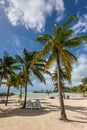 Paradise beach and palm tree - the Gosier in Guadeloupe, Caribbean Royalty Free Stock Photo