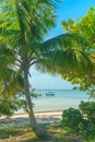 Paradise Beach, Palm Tree and Sailboat Royalty Free Stock Photo