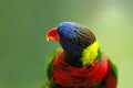 Paradise bird Royalty Free Stock Photo