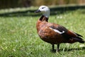 Paradise duck in nature, New Zealand.