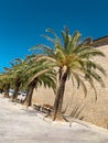 Palm trees. Paradise in Europe, Beautiful Island in Croatia, Vis