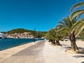 Palm trees. Paradise in Europe, Beautiful Island in Croatia, Vis