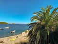 Palm trees. Paradise in Europe, Beautiful Island in Croatia, Vis