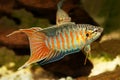 Paradise fish gourami Macropodus opercularis tropical Aquarium fish