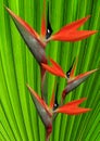 Bird-of-paradise-flower on a green palm leaf Royalty Free Stock Photo