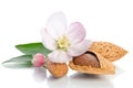 Paradise flower with almond nuts Royalty Free Stock Photo