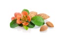 Paradise flower with almond nuts Royalty Free Stock Photo