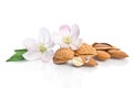 Paradise flower with almond nuts Royalty Free Stock Photo