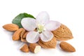 Paradise flower with almond nuts Royalty Free Stock Photo