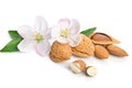 Paradise flower with almond nuts Royalty Free Stock Photo