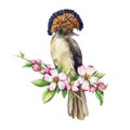 Paradise flycatcher bird with tender spring flowers. Watercolor illustration. Realistic hand drawn beautiful bird with