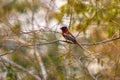 Paradise flycatcher, rare endemic bird, on the brach in green vegetation. Malagasy paradise flycatcher, Terpsiphone mutata, in the Royalty Free Stock Photo