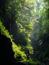 Paradise forest in a Cave in Vanuatu Royalty Free Stock Photo