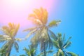 Paradise landscape with coco palm trees. Exotic place view with tropic tree silhouettes.