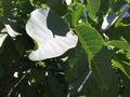 Paradise natural background. Green foliage against the blue sky. Abstraction. Royalty Free Stock Photo