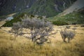 Paradise places in South New Zealand / Mount Cook National Park Royalty Free Stock Photo