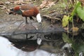 Paradise shelduck