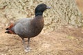 Paradise shelduck