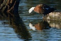 Paradise Shelduck female going to water Royalty Free Stock Photo