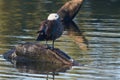 Paradise Shelduck female in New Zealand