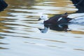 Paradise Shelduck female swimming