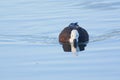 Paradise Shelduck female swimming in New Zealand