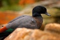 Paradise shelduck, Tadorna variegata, large goose-like duck endemic to New Zealand. Black brown duck in the nature habitat near Royalty Free Stock Photo