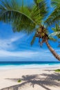 Paradise sunny beach with coco palms and turquoise sea.