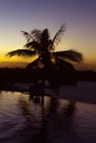 Paradise sunset with palm tree reflected in pool Royalty Free Stock Photo