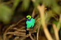 Paradise Tanager Royalty Free Stock Photo