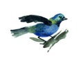 Paradise Tanager Royalty Free Stock Photo