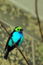 Paradise tanager